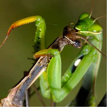 mantis